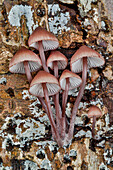 USA, Washington State, Sammamish. Mushrooms growing on fall alder tree log