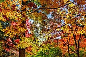USA, Bundesstaat Washington, Seattle, Washington Arboretum mit Herbstfärbung der japanischen Ahornbäume