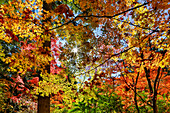 USA, Washington State, Seattle, Washington Arboretum with fall color on Japanese Maple trees