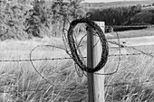 USA, Washington State, Whitman County, Palouse. Barbed wire fence Posts.
