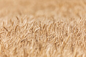 USA, Washington State, Whitman County, Palouse. Wheat fields.