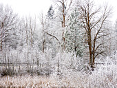 USA, Bundesstaat Washington, Cle Elum, Kittitas County. Winter entlang des Yakima River.