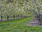 USA, Washington State, Chelan County. Orchard and rows of fruit trees in bloom in spring.