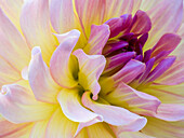 USA, Washington State, Cle Elum. Macro of a dahlia.