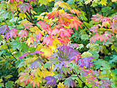USA, Bundesstaat Washington, Kittitas County. Weinberg-Ahorn mit Herbstfärbung.