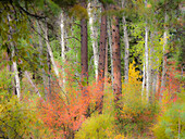 USA, Bundesstaat Washington, Kittitas County. Weinberg-Ahornbäume gemischt mit einigen Espenstämmen.