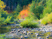 USA, Bundesstaat Washington, Kittitas County. Kleiner Bach, umgeben von Weinahorn im Herbst.