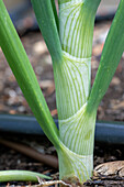 Issaquah, Washington State, USA. Close-up of an onion stalk
