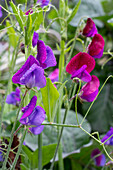 Issaquah, Washington State, USA. Sweet Pea flowers, also known as Perennial pea or Everlasting pea