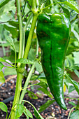 Issaquah, Bundesstaat Washington, USA. Poblano-Paprikapflanze, eine milde getrocknete Chilischote.