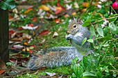 Issaquah, Washington State, USA. Western grey squirrel on the ground eating a nut
