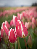 USA, Bundesstaat Washington, Mt. Vernon. Reihen von rosa und weißen Tulpen auf einem Feld einer Farm, Skagit Valley Tulip Festival.