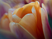 Usa, Washington State, Mt. Vernon. Peach and red tulips, Skagit Valley Tulip Festival.