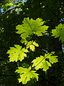 USA, Bundesstaat Washington, Bellevue. Von hinten beleuchtete, im Sonnenlicht leuchtende Blätter des Bigleaf-Ahornbaums