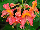 Usa, Washington State, Underwood. Orange flame azalea flower