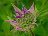 Usa, Washington State, Bellevue. Pink bergamot flower, also known as bee balm close-up