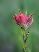 Usa, Washington State. Crystal Mountain, Giant red Indian Paintbrush