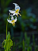 Usa, Mount Rainier National Park, Great White Fawn lily
