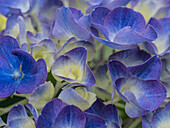 Usa, Washington State, Bellevue. Blue and white Bigleaf hydrangea flower