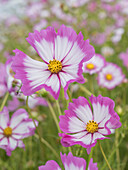 Usa, Washington State. Snoqualmie Valley, pink and white Garden cosmos in field on farm