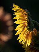 Usa, Washington State, Bellevue. Backlit common sunflower