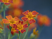 Usa, Washington State, Bellevue. Orange Mexican marigold flowers close-up