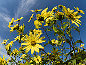 USA, Bundesstaat Washington, Bellevue. Riesige Sonnenblumen