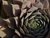 Usa, Washington State, Bellevue. Houseleek 'Bronze Pastel,' also known as Hens-And-Chicks