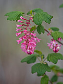 USA, Washington State. Red flowering currant.