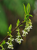 Usa, Washington State, Bellevue. Bellevue Botanical Garden. Indian plum