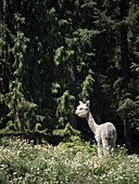 Usa, Washington State, Carnation. Alpaca.