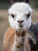 Usa, Washington State, Carnation. Alpaca.