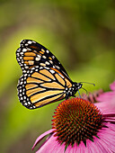 Monarch butterfly on Echinacea flower.