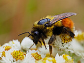 USA, Bundesstaat Washington, Bellevue. Mit Pollen bedeckte Honigbiene auf Pearly everlasting