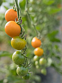 USA, Bundesstaat Washington, Nelke. Orangefarbene Tomaten an der Rebe