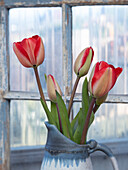Usa, Washington State, Mt. Vernon. Tulips in vase by window