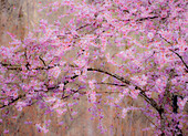 USA, Bundesstaat Washington, Fall City, blühende Kirschbäume im Frühjahr am Snoqualmie River.