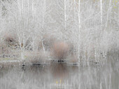 USA, Bundesstaat Washington, Sammamish, Frühling und Erlenbäume und ihre Spiegelungen in einem kleinen Teich
