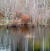 USA, Washington State, Sammamish springtime and alder trees and their reflections in small pond