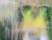 USA, Bundesstaat Washington, Sammamish Frühlingszeit Weidenbäume im Vorfrühling in kleinem Teich