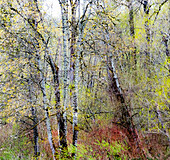 USA, Bundesstaat Washington, Fall City Baumwollbäume, die im Frühjahr entlang des Snoqualmie River aufblühen
