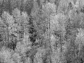 USA, Washington State, Fall City hillside of Cottonwoods just budding out in the spring