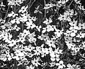 USA, Bundesstaat Washington, Pazifischer Nordwesten Sammamish Weißer Hartriegel blüht im zeitigen Frühjahr