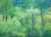 USA, Bundesstaat Washington, Pazifischer Nordwesten Preston und gerade belaubte Cottonwoods