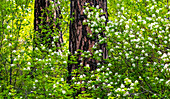 USA, Bundesstaat Washington, Leavenworth weißblühender Strauch inmitten von Ponderosa-Kiefern