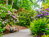 USA, Washington State, Pacific Northwest, Bellevue and the Bellevue Botanical Gardens springtime blooming Rhododendron