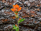 USA, Bundesstaat Washington, Tafelberg östliche Kaskadenberge Indian Paint Brush neben Ponderosa Pine Bark