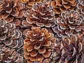 USA, Washington State, Table Mountain eastern Cascade Mountains Ponderosa Pine cones