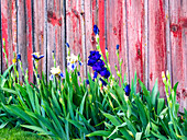 USA, Washington State, Kamiak Butte, Palouse. Bearded Iris along side a wooden barn