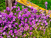 USA, Bundesstaat Washington, Palouse. Mit Flechten bewachsener Zaunpfahl, umgeben von Blüten der Dollarpflanze